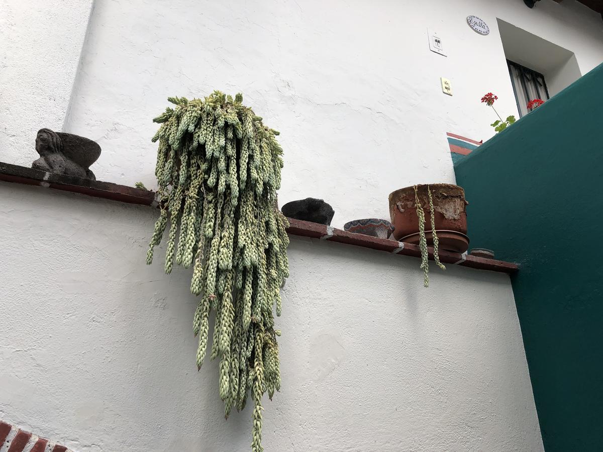 Meson Del Penasco Lejlighed Oaxaca Eksteriør billede